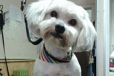 A small dog with a tidy breed cut