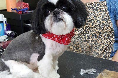 A happy dog showing off creative grooming